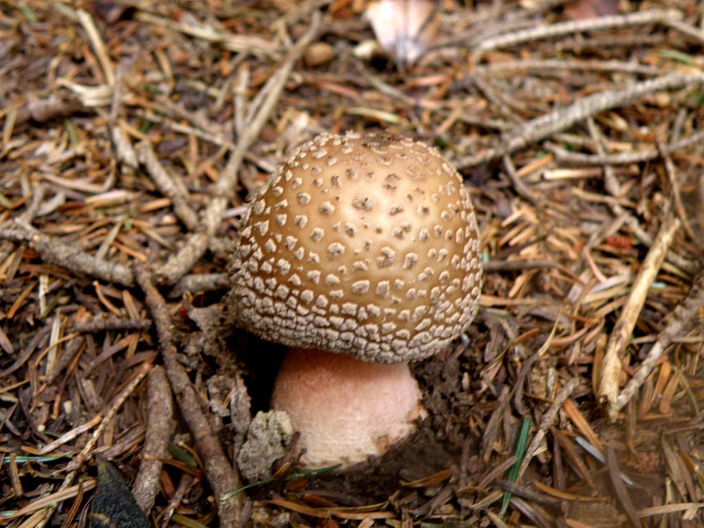 Foresta di Campigna - funghi da determinare